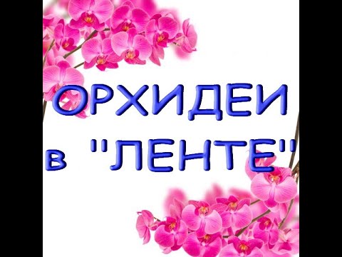 ОРХИДЕИ в "ЛЕНТЕ",ТЦ "Эль Рио",Самара,06.01.21.