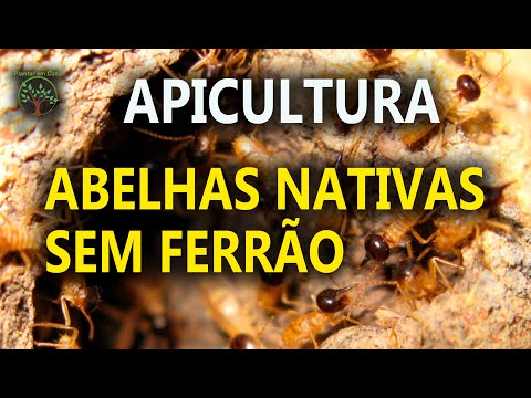 , title : 'Apicultura com Abelhas Nativas, Matéria Histórica com grandes Mestres'