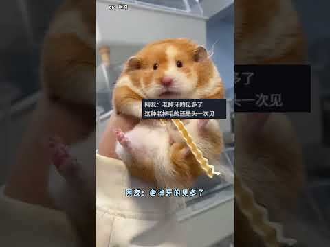 鼠鼠我啊：飯后走一走，活到99#倉鼠  #寵物 #老年干巴倉鼠  #鼠鼠的一生  #倉鼠壽命