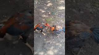 Download lagu muda belia mp3