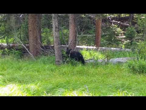 Video of bear spotted while backpacking to the campsite