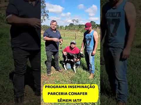 + Pecuária em Murutinga do Sul   primeira bezerra