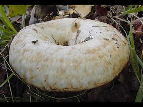 Lactarius citriolens