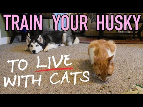 Teach Your Siberian Husky To Live With A Cat!