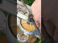 Fresh Apple Juice The Old Way Apple Cider Press Farming