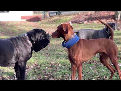 The Story of GoD Mastinos & Valentino's Magyar Vizsla