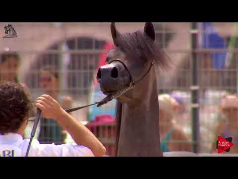 N.7 ISRAA AH - Menton 2018 - Yearling Fillies (Class 1A)