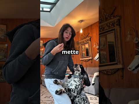 Un Glaçon Rend un Chien Fou ?