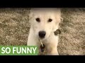 Excited puppy knocks woman off her feet