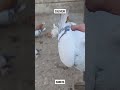 SILVER SHIRAZI | SABZ SHERAZI | SHREAZI PIGEONS | SHIRAZI KABOOTAR