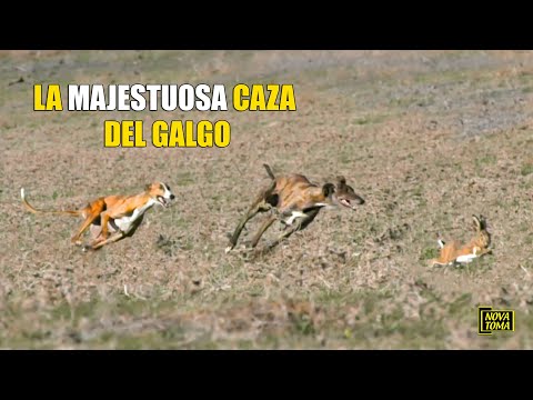 LA MAJESTUOSA CAZA DEL GALGO