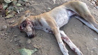 We thought she was dead…amazing recovery of street dog