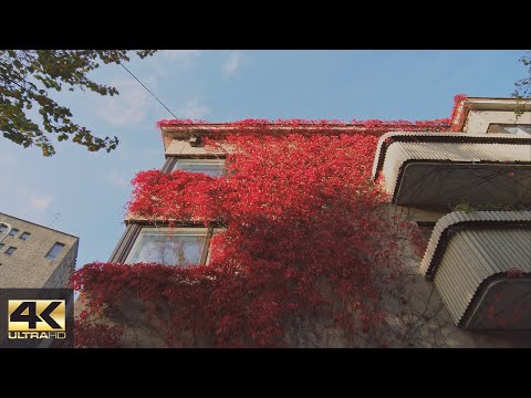 [4K] Passeio de outono em Taka-Töölö, Helsinque 🍂
