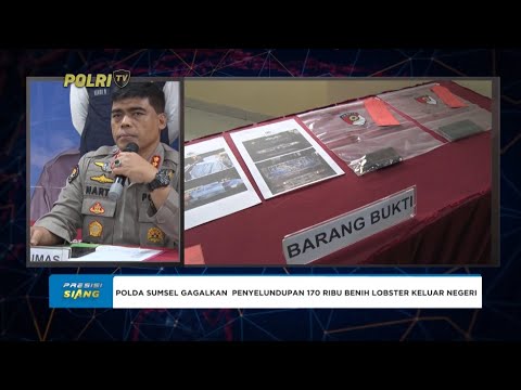 POLDA SUMSEL UNGKAP PENYELUNDUPAN BENIH BENING LOBSTER