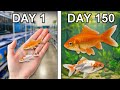 Raising Goldfish For 150 Days