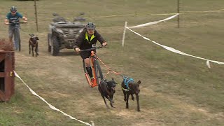 Szánhúzó kutyák Kaposváron