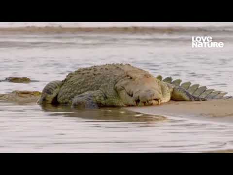 Documentário - Sobreviventes Selvagens - Vale de Luangwa - Parte 1