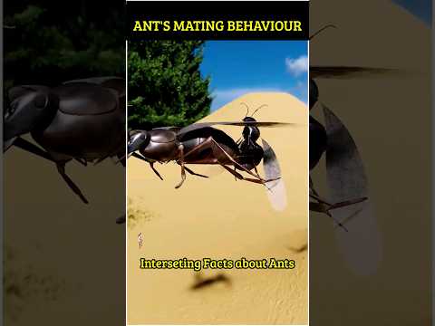 Ant's Mating Behavior #shorts