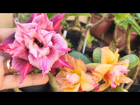 Rosa do deserto lá do quintal da @JulianasilvaROSASDODESERTO disponíveis 