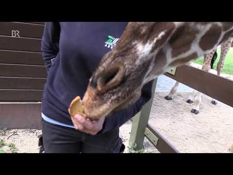 Giraffe hat Angst vor Gras | BR24