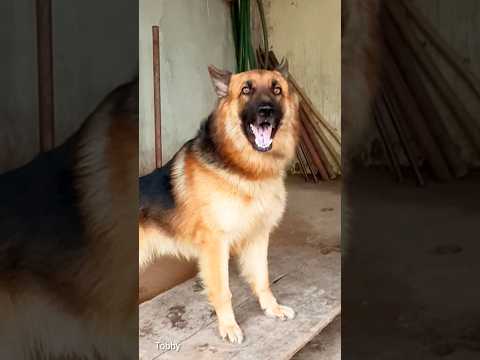 Viral Dog Barking Sound,Dog loudly Barking sound #germanshepherd #shorts #dogsound #dogvideos