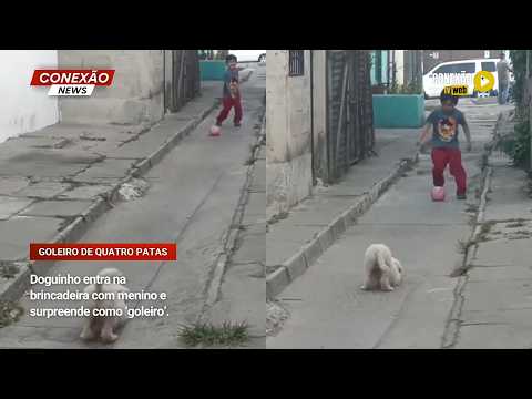 Vídeo: Doguinho entra na brincadeira com menino e surpreende como ‘goleiro’.