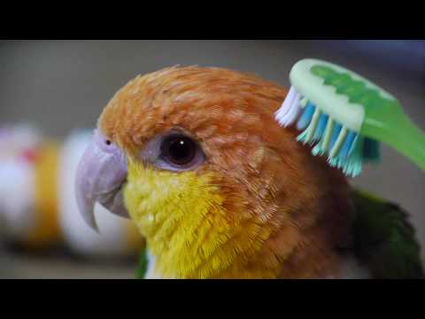 “Nuova acconciatura” per il pappagallino