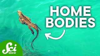 8 Animals That Only Live in One Place