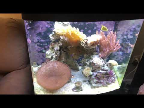 10 month review of the coral life bio cube 32- Gabe’s Reef