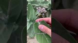 彈力爆表!神祕熱帶「蒲桃氣球果」的驚奇魅力 #蒲桃 #氣球果 #熱帶水果 Bouncy ! Captivating Charm of the Mysterious #shorts #short