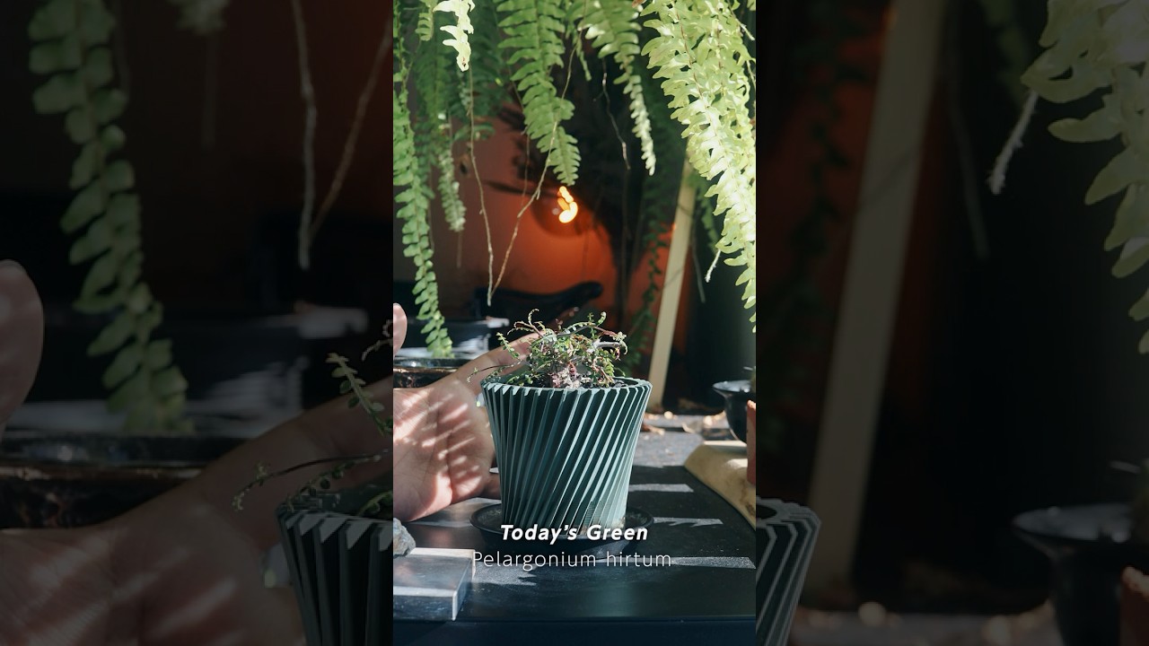 小さな器に凝縮された荒野のシルエット。今日の一鉢は、オペルクリカリア・パキプス〈根挿し株〉