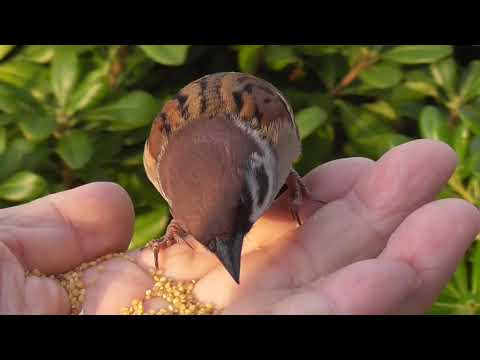 餌を貰いに来るすずめ達 20211117pm 10（天満宮 午後）