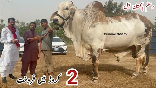 Sold for 2 Crore ll Pakistan Biggest Bull Rustam.e.Pakistan #biggest_bull #qurbani #mandi #farming