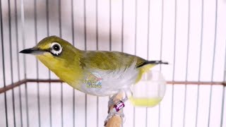 Download lagu Suara Pancingan Terapi Pleci Buxtoni Menaikan Birahi Bisa Bikin Cepat Pleci Gacor Ngalas (17/5/21) mp3 Download lagu Suara Pancingan Terapi Pleci Buxtoni Menaikan Birahi Bisa Bikin Cepat Pleci Gacor Ngalas (17/5/21) mp3