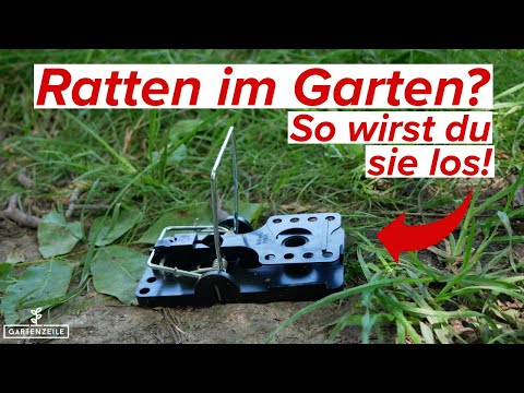 Ratten im Garten - So wirst du sie los!