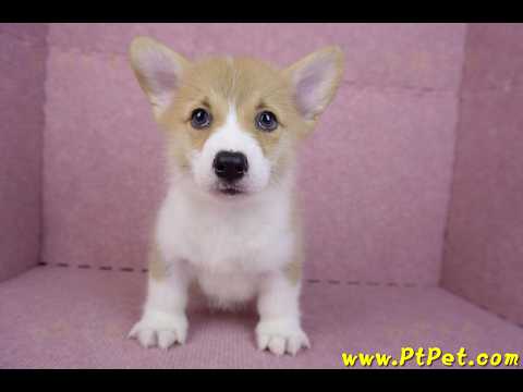 08/05雙色柯基犬公幼犬2號(屏東潮州)