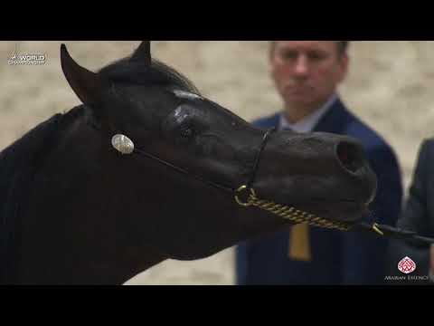 N 148 ROE LATEEF   Paris 2019   Senior Stallions Class 6B