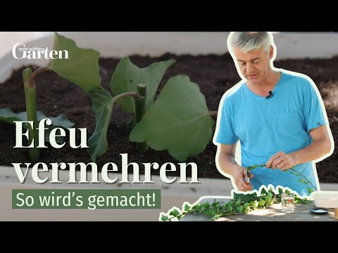 Efeu vermehren: So wird’s gemacht!