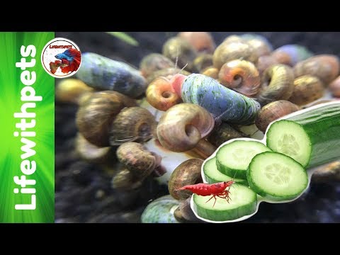, title : 'How to feed Cucumber to Fish, Snails and Shrimp'