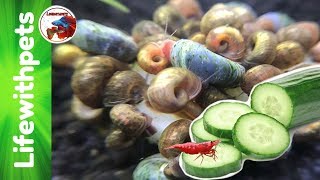 How to feed Cucumber to Fish, Snails and Shrimp