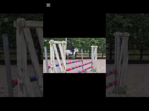 Connemara Pony - Image 2