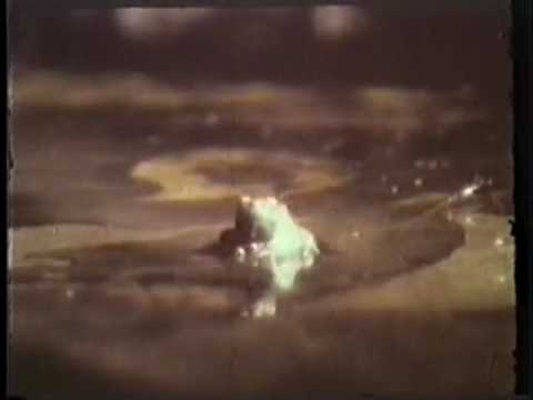 Another fringe-lipped bat eating a tungara frog.