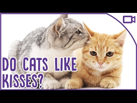 How to Show Your Cat Affection! - Do Cats Like Kisses?