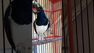 Download lagu pasti ampuh kacer ngeriwik langsung ngeplong cek video y https://youtu.be/h4Gyko6FPlI mp3