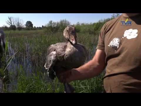 Darz Bór odc. 103 - Ganiamy gęsi Gęgawy na Kiszkowskich stawach cz. 1