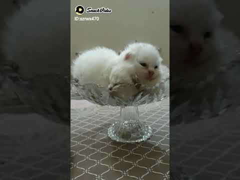 amazing friendship with cats kittens beautiful excellent