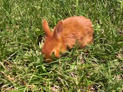 Blaze - 4 Week Old Thrianta Rabbit