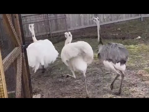 Kevin is Scared Of His Son