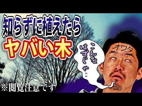 白いヤナギ 植物