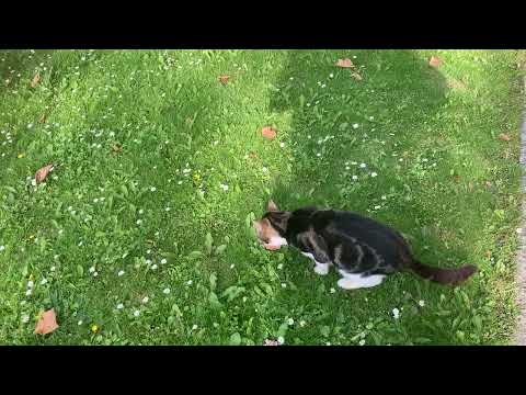 Joi katten skulle også have noget kød dejlig